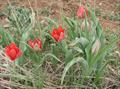 Tulipa hoogiana